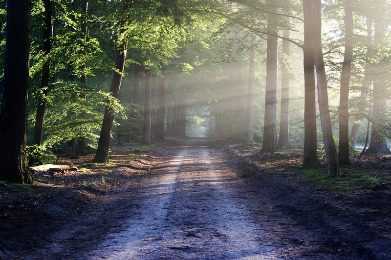 Forest Walking Path